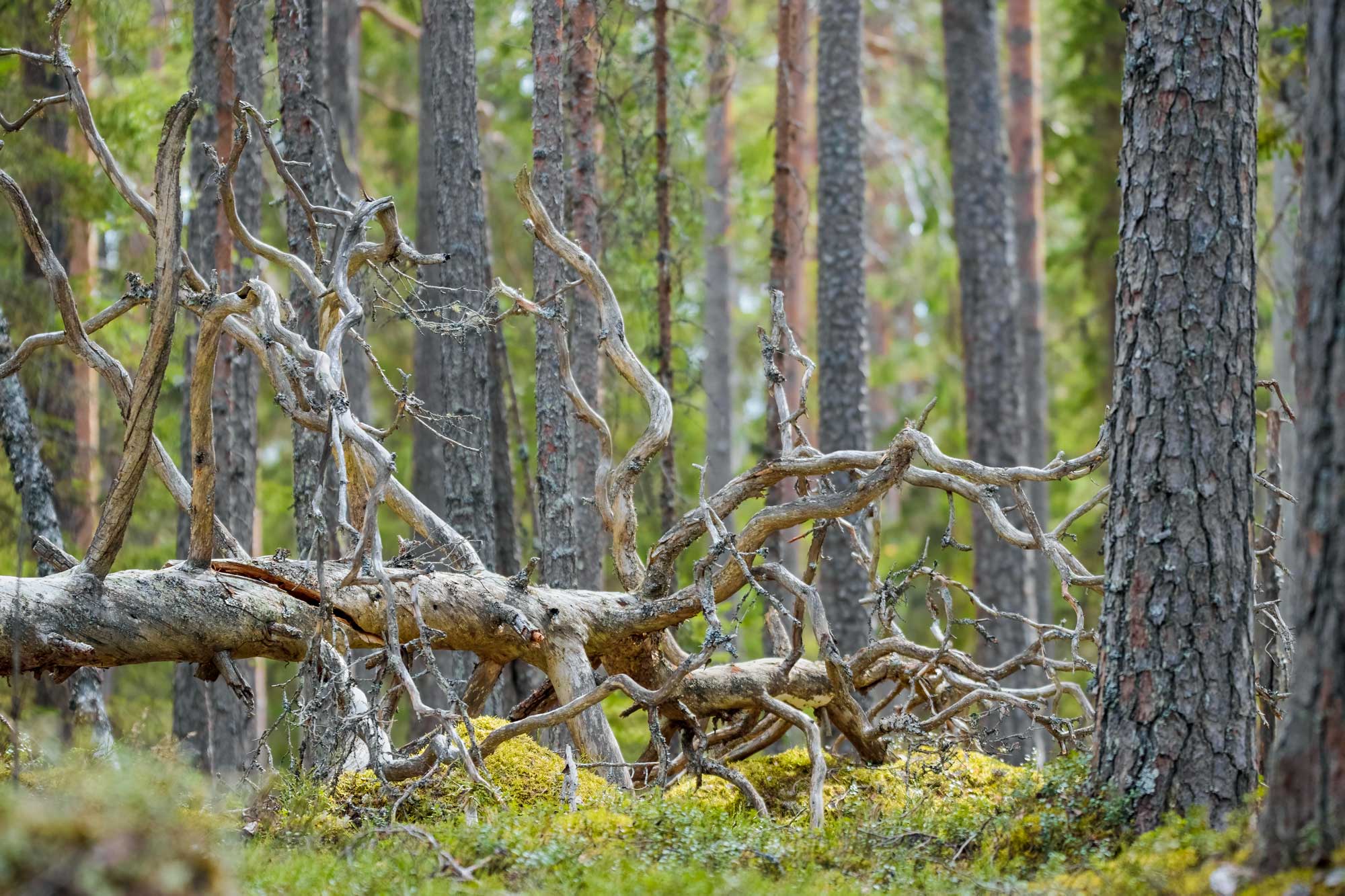 kaatunut kelo vanhassa metsässä