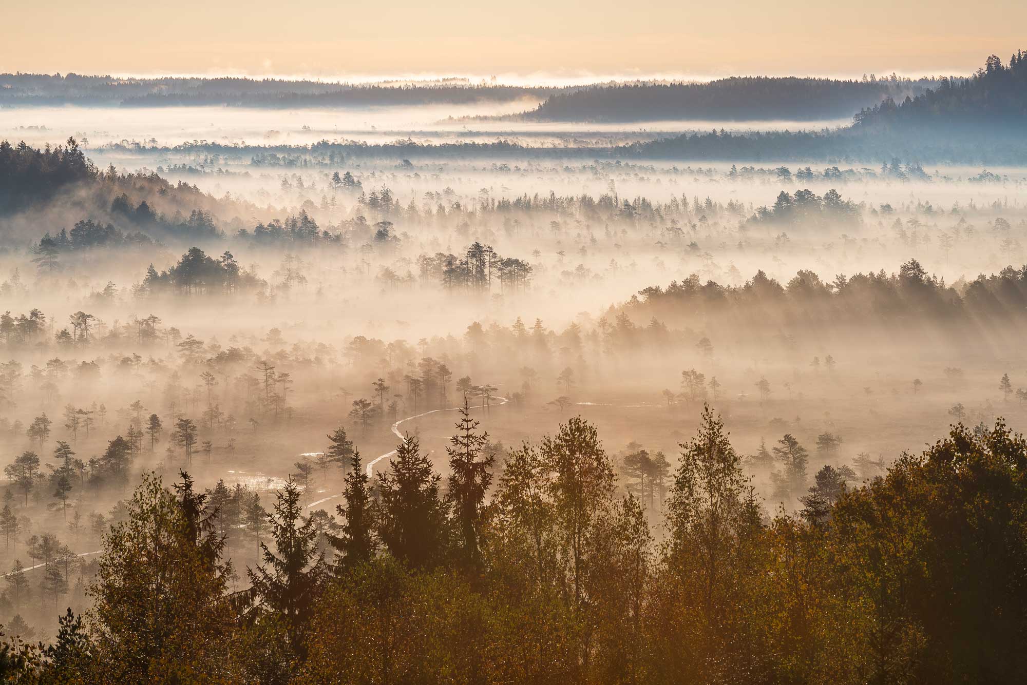 usvainen suo