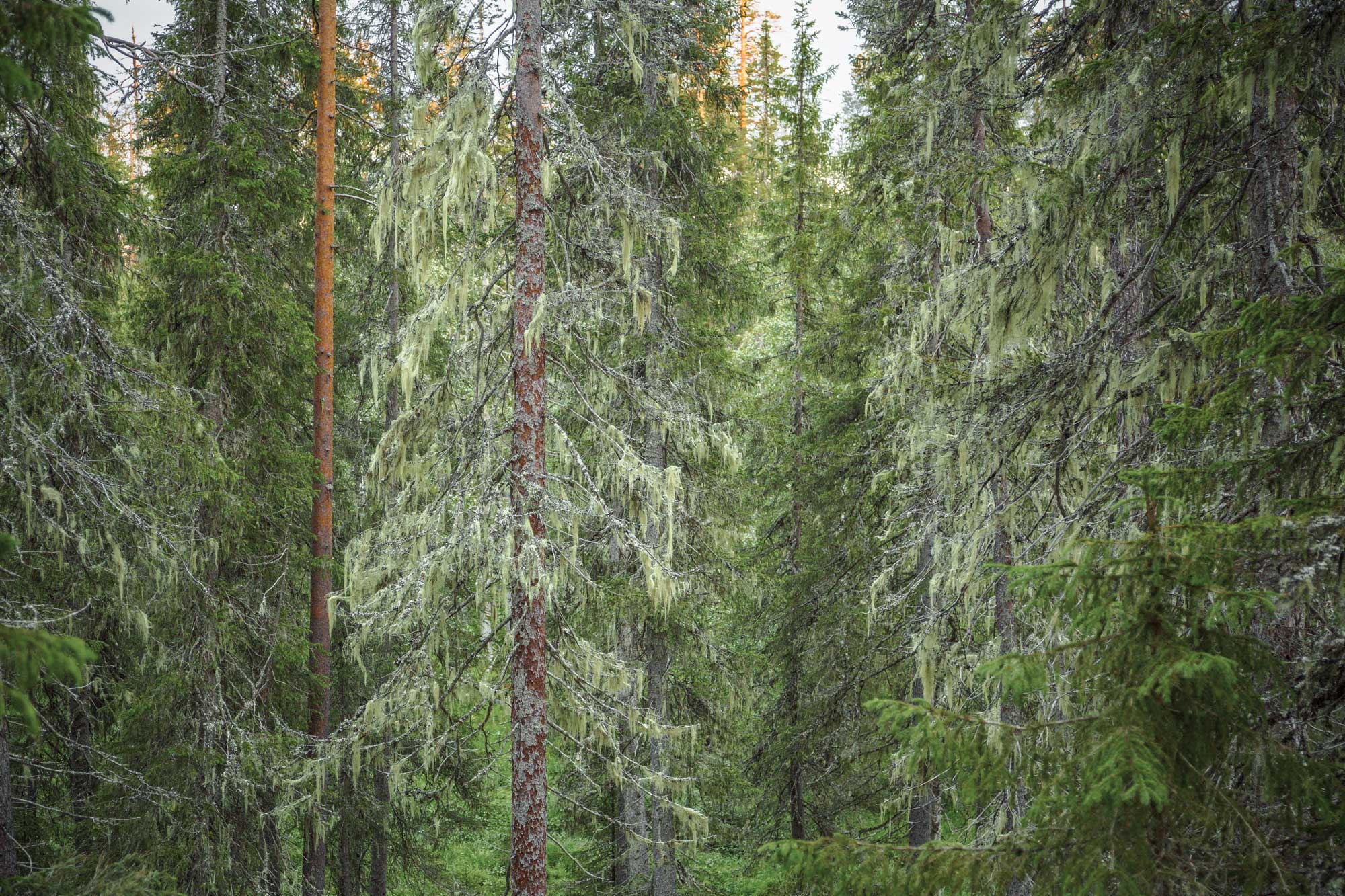naavainen vanha metsä